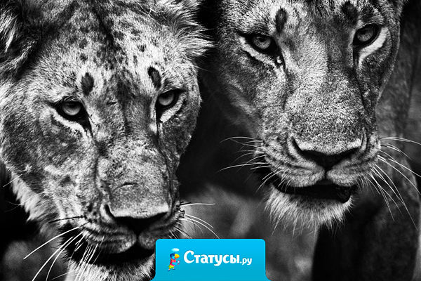 Истинной львице все равно, что говорят про неё облезлые кошки и пищат серые мышки.