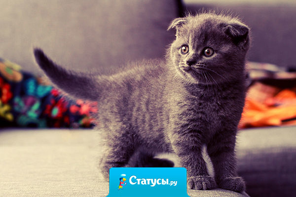 Утро начинается не с кофе, а с того, что бы накормить маленькое чудовище, которое все именуют котом. 