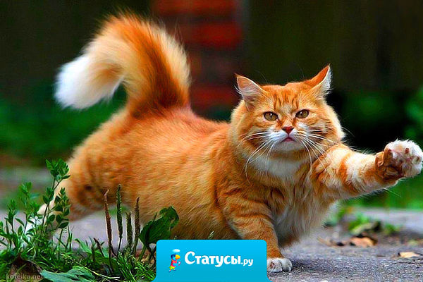 Я буду умничкой... Я буду паинькой.. Лучистым солнышком.. Пушистой заинькой... Но только тронь!!!! Мою систему нервную... Я стану гадиной... Я стану ведьмою...