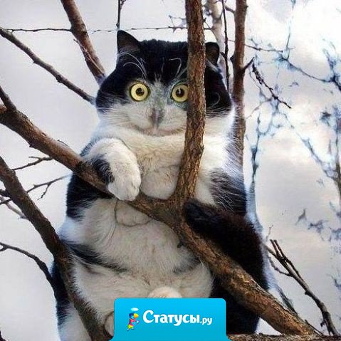 Кошку не видела... Хомяка не ела.... И вообще я - сова!