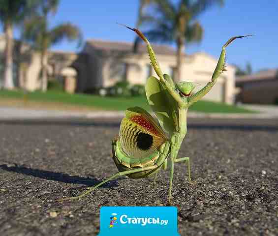 Из насекомых уважаю самку богомола! Молодец баба! Полюбила. Убила. Забыла.