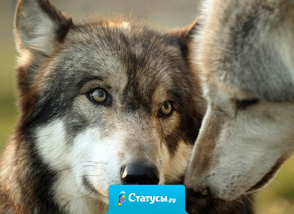 Верность — дело совести.