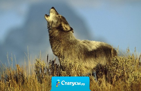 Взрослеешь тогда, когда способен улыбнуться тому, кто сделал тебе больно.