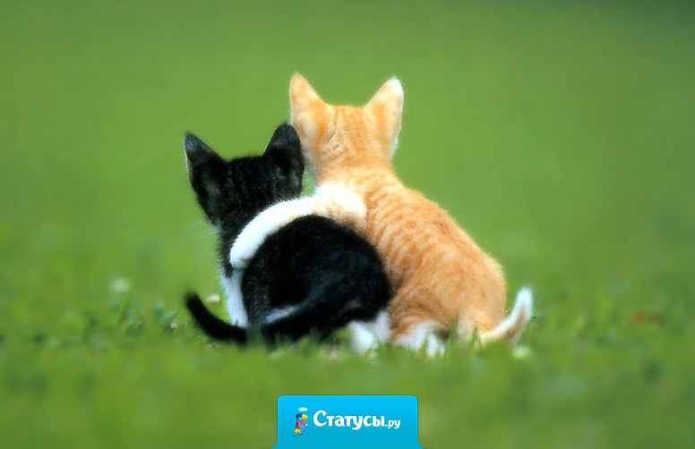 Друг - это тот, который в большой, шумной компании заметил, что ты ушел.