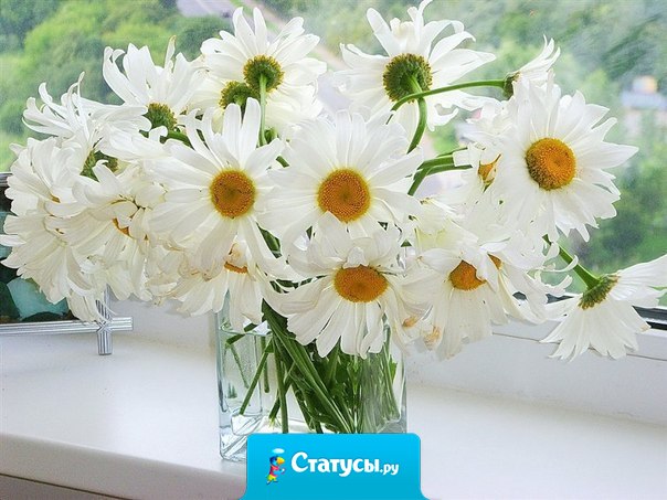 Ромашки - это единственные цветы, которые борются за любовь, до последнего лепестка.