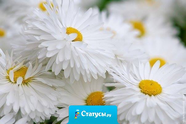 Иногда тёплый букет простых полевых ромашек говорит о чувствах человека больше, чем огромная охапка холодных, дорогих роз.