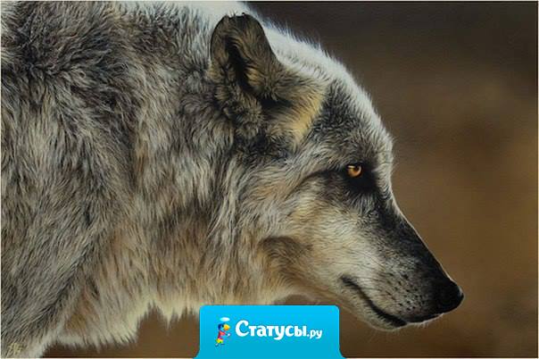 Никогда не лги тому, кто тебе доверяет. Никогда не доверяй тому, кто тебе солгал.