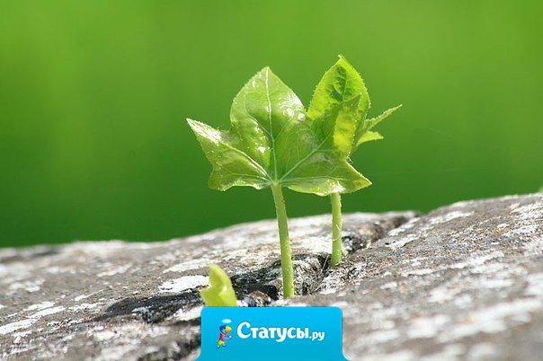 Если у вас есть мечта, желание и настойчивость – вы прорастете даже сквозь асфальт.