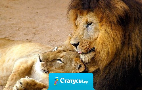 Любовь надо оценивать не по силе страсти, а по верности и прочности.