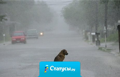 Не бросайте животных...