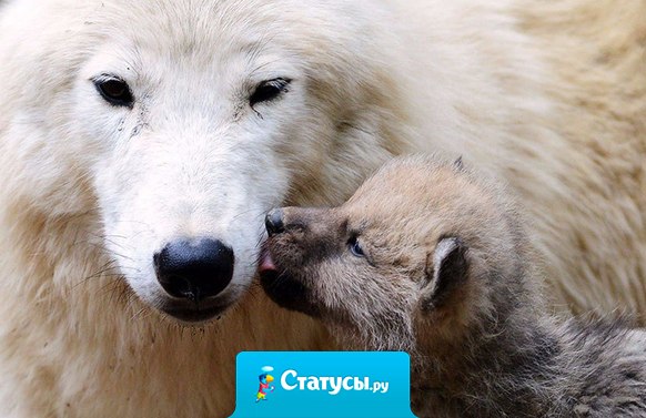 Никогда не забывай любить маму.