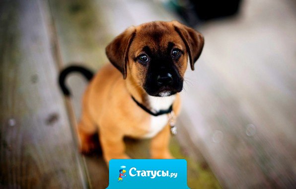 Я люблю животных за их природную чистоту и искренность. Они не судят тебя, не рассуждают, они просто хотят быть твоими друзьями, или, по крайней мере, не скрывают своих намерений.