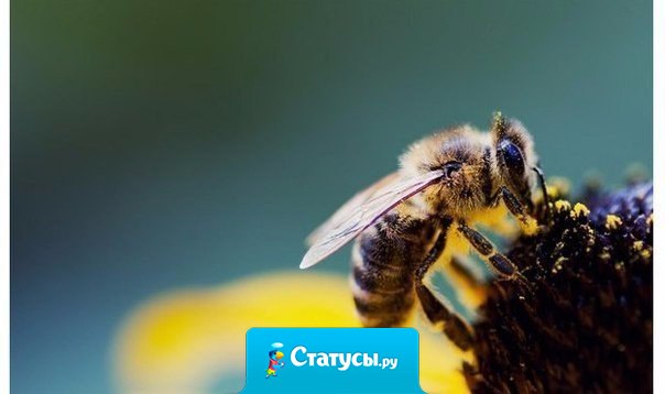 Пчела, вонзив стальное жало, не знает, что она пропала... Так и глупцы, пуская яд, не понимают, что творят.