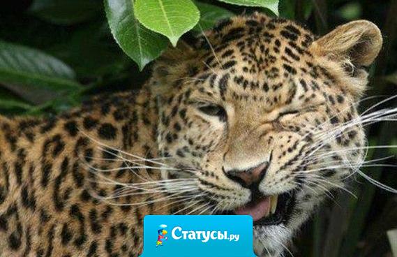 Не важно, что говорят крысы за спиной у кисы.