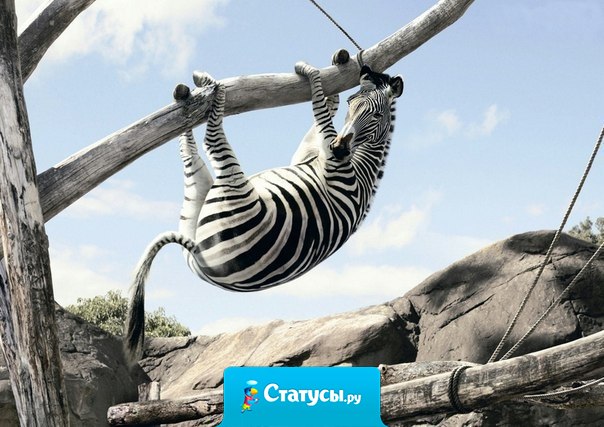 Жизнь - как зебра? Будь хитрее! Дошел до белой полосы - и вдоль, вдоль!