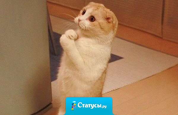 Коты и мужчины похожи... Если они вдруг становятся ласковыми, значит им или от вас нужно что-то, или уже где-то нагадили...