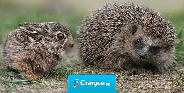 ''Нет любви без боли'', - сказал зайчонок, и крепко обнял ёжика.