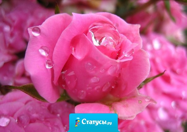 Любовь начинается там, где ничего не ждут взамен.