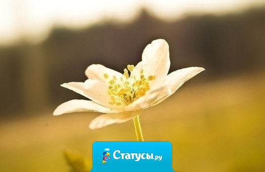 Мудрость — если вовремя смолчишь, не ответишь грубостью на грубость. Если больно — все равно простишь, и обиду, и чужую глупость.