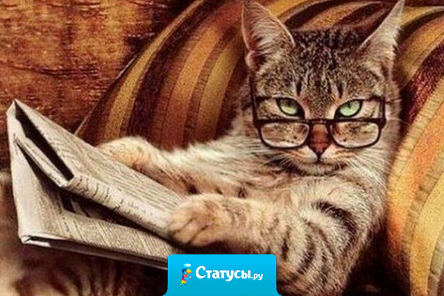 По поведению моего кота можно сказать, что это я у него живу и, судя по его угрюмому взгляду, мне уже пора съезжать.