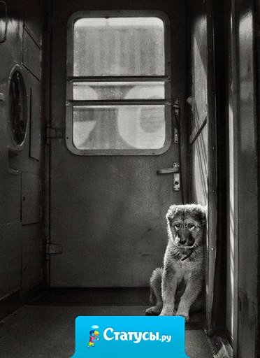 Собака - друг человека! Не бросайте друзей...