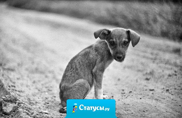 Спасение одной собаки не изменит мир... но мир несомненно изменится для этой одной собаки.