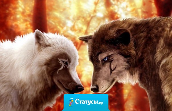 Волк никогда не бросит свою любимую волчицу, ради доступной собаки.