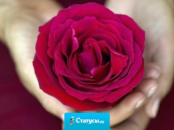 Просто хочу быть счастливой. Редко встречаться с бедой! Просто хочу быть любимой. Не оставаться одной. Просто хочу не лить слезы. От горести тяжких утрат. Просто хочу держать розы. И чувствовать их аромат!