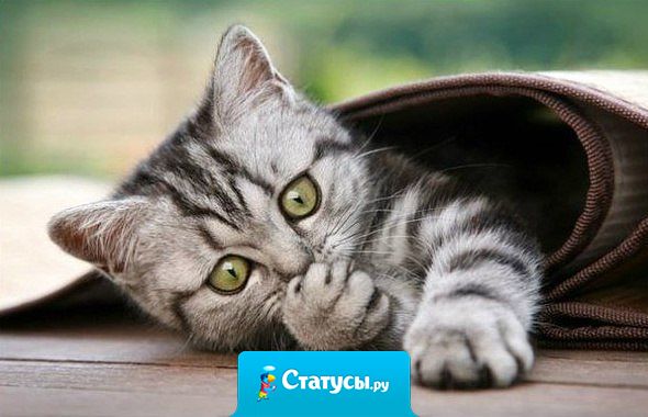 Если на душе скребутся кошки, не вешай нос, придёт время и они будут мурлыкать от счастья!