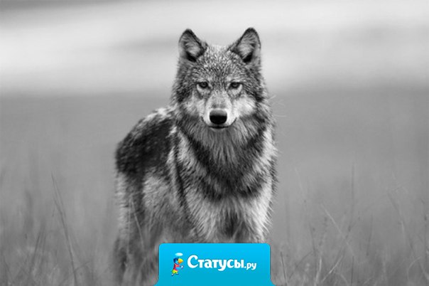 Кто знает в этой жизни толк, не будет лезть в чужую душу. Среди собак я буду волк, а волки псов обычно душат...