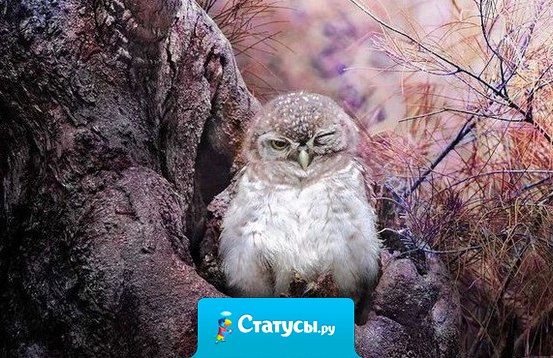 Каждое утро чувствую себя китайской совой! Хохлишься, таращишься, а глаза всё равно узкие.