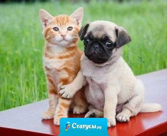 Кошечка моя, не волнуйся, я сам разберусь.