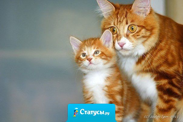 Не воспитывайте детей, все равно они будут похожи на вас. Воспитывайте себя...