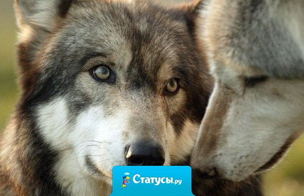 Язык может говорить что угодно, но глаза никогда не соврут.