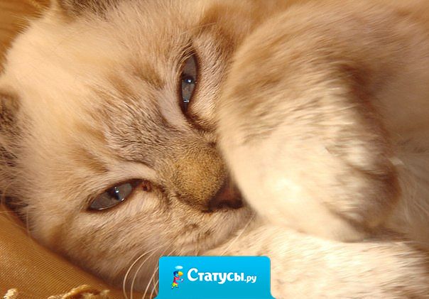 Самая капризная штука на земле — это внимание. Его никогда не бывает столько, сколько нужно. Обычно тебе или его дико не хватает или тебя от него тошнит!