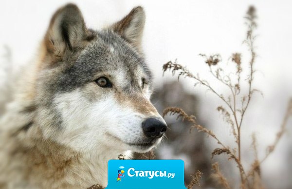 Мужчины, конечно, все кобели, но кто-то из них как пёс - с разными с*чками, а кто-то как волк - либо один, либо с одной волчицей навсегда...
