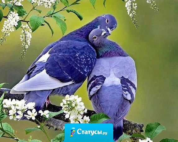 От зависти люди стареют. От обиды болеют. От злости тупеют. А от любви молодеют. Любите и будьте любимыми!