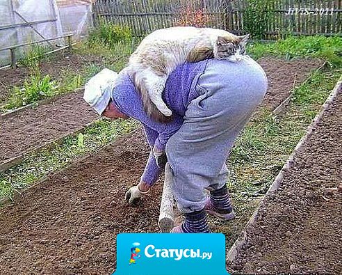 Люди созданы для того,чтобы котам было с кем жить.