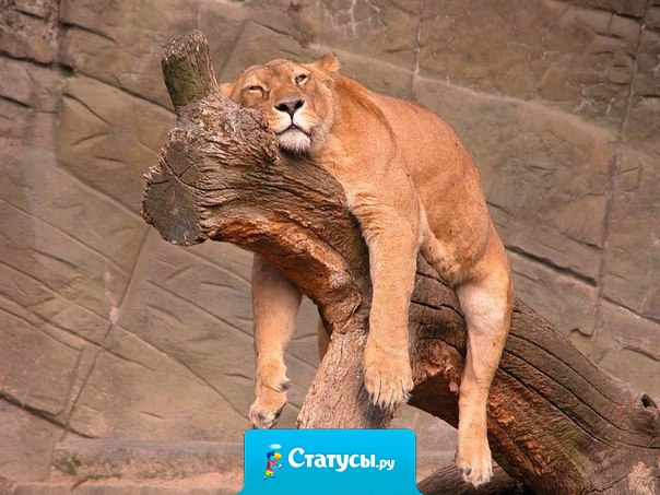 Дети спят... они устали. Вот и я стирать не стала. И к плите не подхожу. Я упала и лежу.