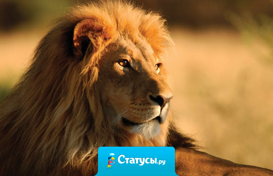 Как правило, самые сильные — это самые тихие и спокойные люди.