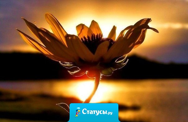 Сердце - как цветок: его нельзя открыть силой, оно должно раскрыться само.