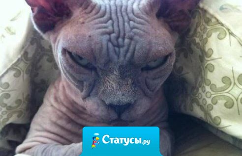 Я красивая, интересная, умная, отзывчивая, интеллигентная, добрая, ласковая, заботливая, но не сегодня... Не сегодня...