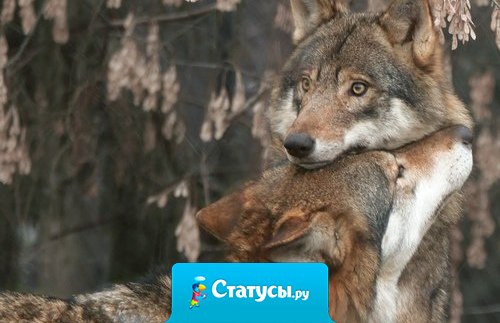 Родными люди становятся постепенно, чужими мгновенно.