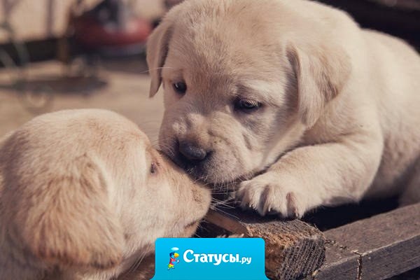 Зачем нам нужна нежность? Да хотя бы затем, что сама себя в нос не поцелуешь.