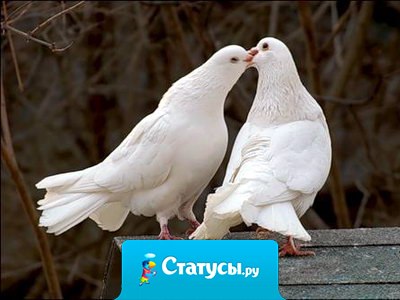 Главный закон любви — быть верным своей половинке!