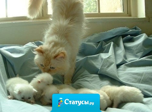 Счастья много не бывает