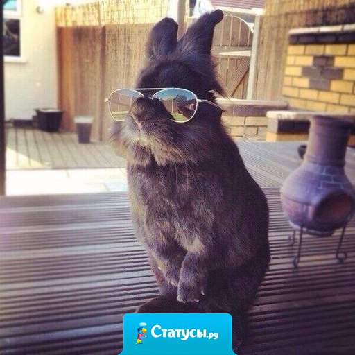 Как бы ты ни старался, ты никогда не будешь выглядеть так же круто, как этот кролик.