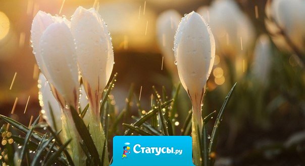 Если в Вашей жизни пошел дождь, сосредоточьтесь на цветах, которые зацветут благодаря этому дождю.