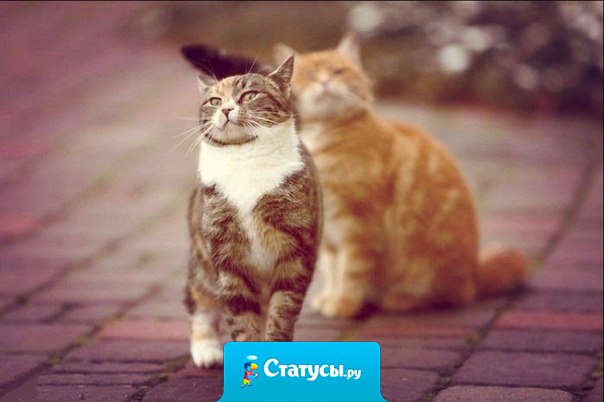 — Милая, ты что, обиделась?  — Нет, я за топором...