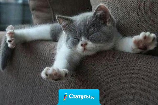 Идеальное утро: проснулся, потянулся, улыбнулся, перевернулся и снова заснул!